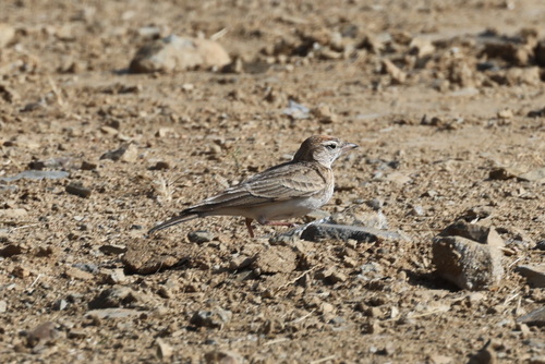 Blanford's Lark (Calandrella blanfordi), photo 6