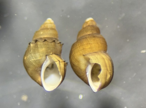 Pyrgophorus