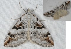 Aplocera praeformata