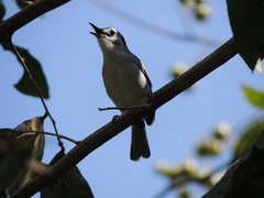 Polioptila bilineata