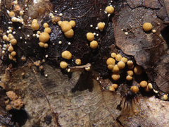 Trichoderma foliicola