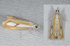 Catoptria