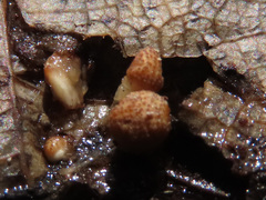 Trichoderma foliicola