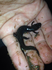 Desmognathus fuscus