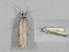 Catoptria