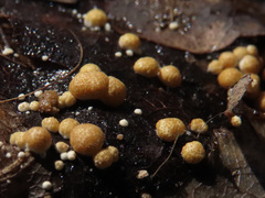 Trichoderma foliicola