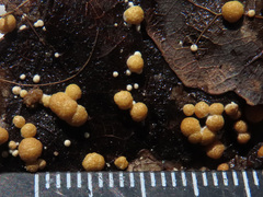 Trichoderma foliicola