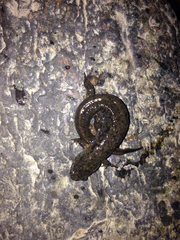 Desmognathus fuscus