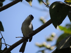 Polioptila bilineata