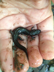 Desmognathus fuscus