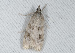 Scoparia subfusca