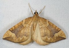 Eulithis populata
