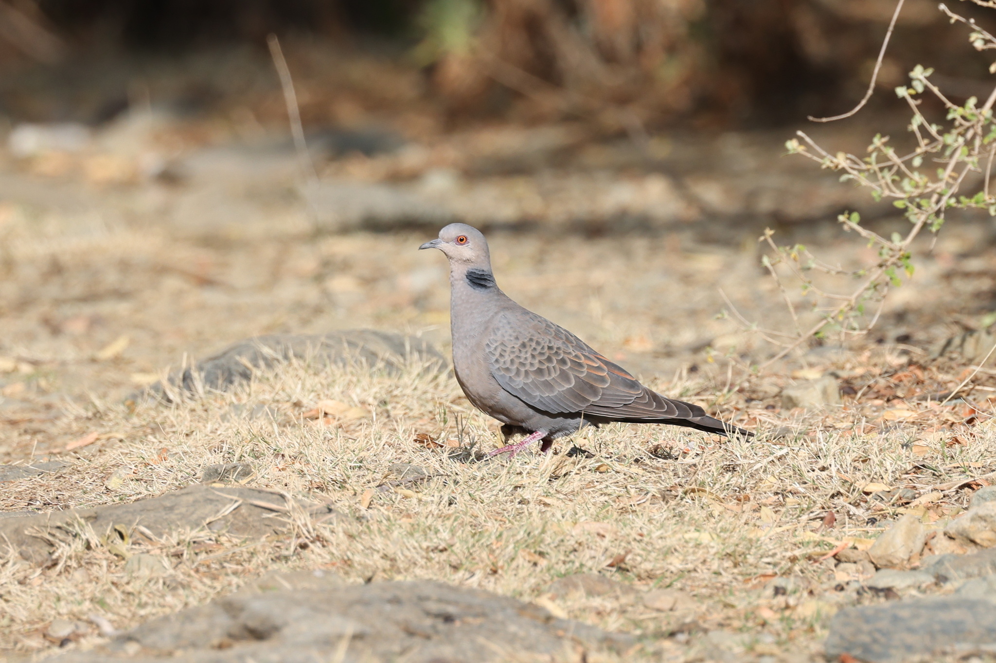 Dusky Turtle Dove (Streptopelia lugens), photo 8