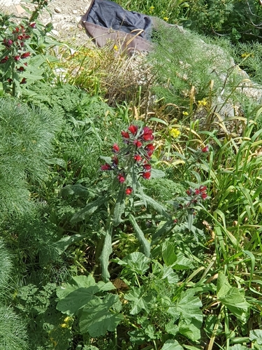 Image of Echium creticum by (c) Mehdi Chetibi, some rights reserved (CC BY)