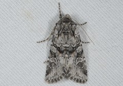 Lasionycta proxima