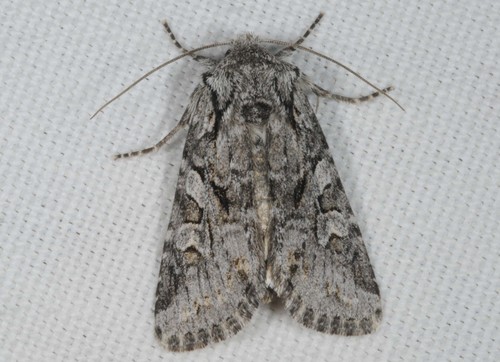 Lasionycta proxima Hübner, 1809