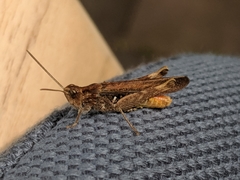 Chorthippus brunneus