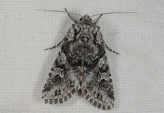 Lasionycta proxima