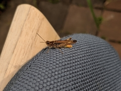 Chorthippus brunneus