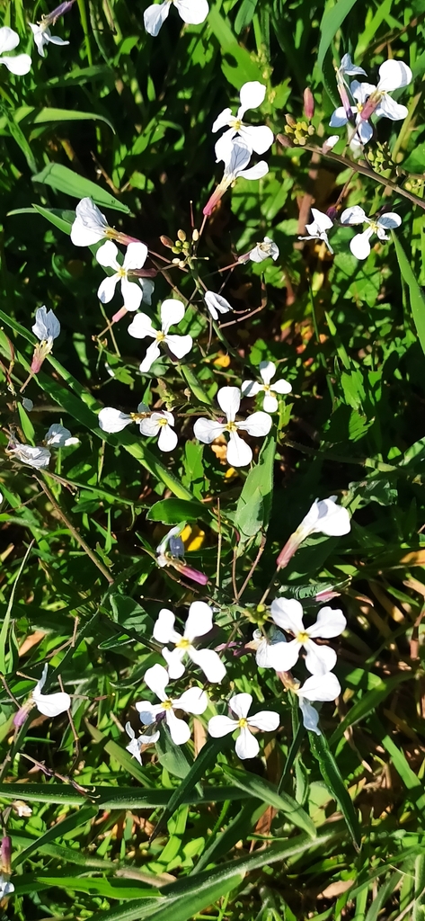 Wild radish