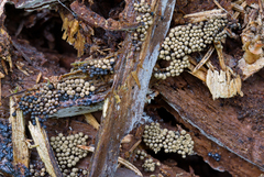 Cribraria argillacea