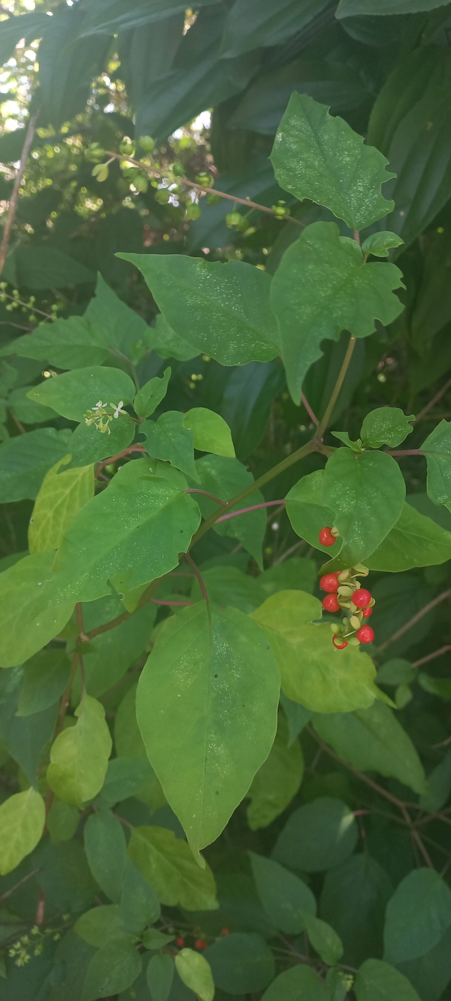Rivina humilis