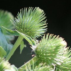 Arctium lappa