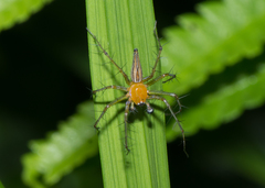 Oxyopes lineatipes