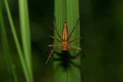 Oxyopes lineatipes