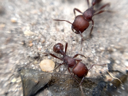 Pogonomyrmex uruguayensisPogonomyrmex uruguayensis