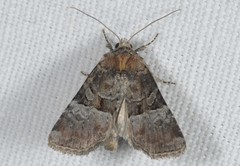 Mesoligia literosa