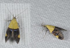 Oecophora bractella