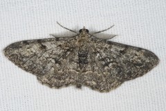 Peribatodes secundaria