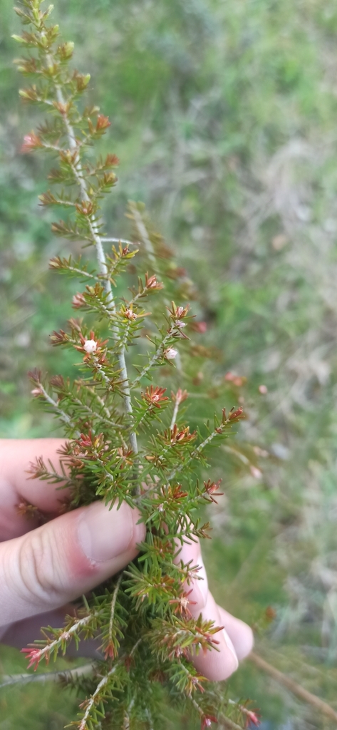 Tree heath