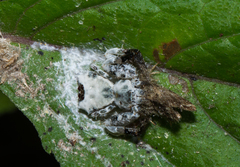 Phrynarachne decipiens