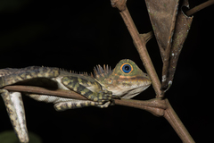 Gonocephalus liogaster