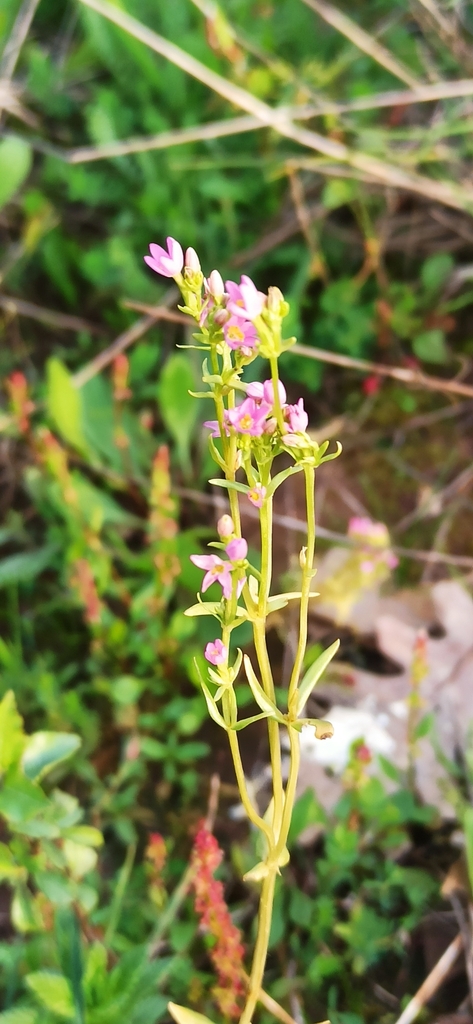 Slender Centaury