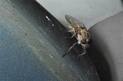 Hybomitra microcephala