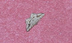 Chiasmia aestimaria