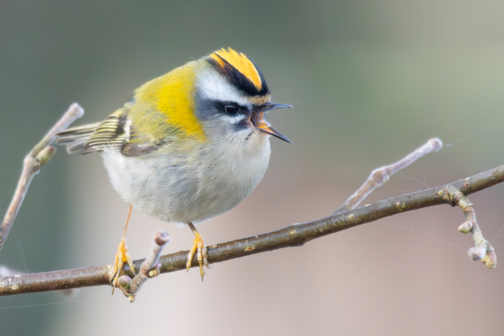 Common Firecrest