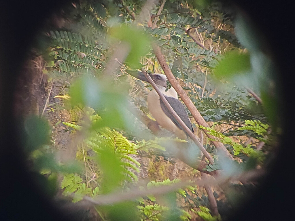 Black-billed Kingfisher (Pelargopsis melanorhyncha)