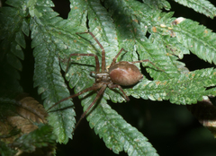 Sphedanus quadrimaculatus
