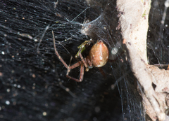 Sphedanus quadrimaculatus