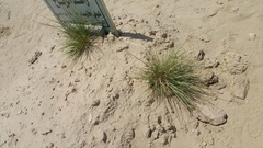 Cyperus conglomeratus