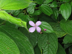 Arthrostemma ciliatum