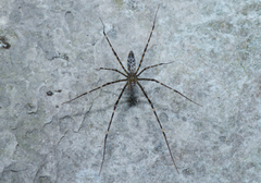 Psechrus