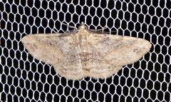 Scioglyptis lithenopa