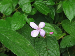 Arthrostemma ciliatum