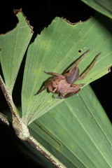 Thelcticopis