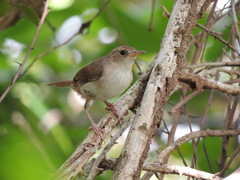 Troglodytes aedon beani